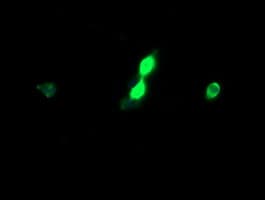 HCFC2 Antibody (clone OTI4E11, Carrier-free)