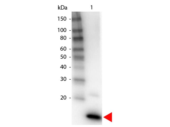 IL4 Antibody (Biotin)