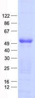 Human Tyrosine Aminotransferase Protein (Recombinant His, N-Terminal)