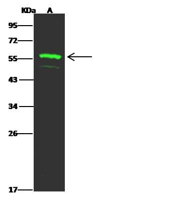 FAM98A Antibody (Preservative Free)