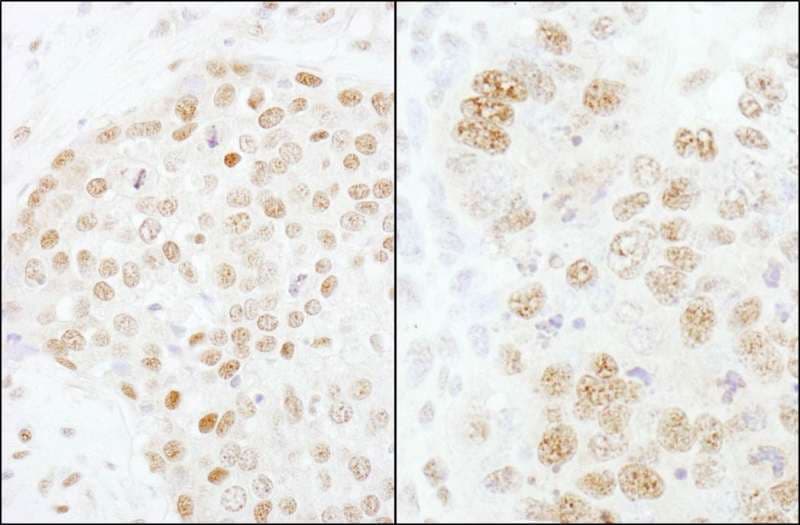 Polyclonal Rabbit anti-Human CPSF3 / CPSF Antibody (aa634-684, IHC, WB)