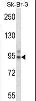 TBX3 Antibody (aa310-338)