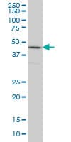 RBMXL2 Antibody (clone 6F11)