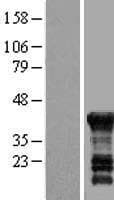 EDR / PEG10 Protein (Over-Expression Lysate Myc-DDK (Flag))