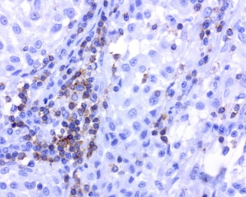 CD2 Antibody (clone UMAB86)