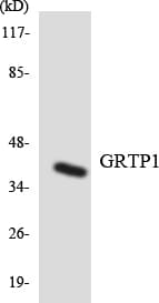GRTP1 Antibody (aa63-112)
