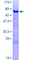 Human GAS7 Protein (Recombinant GST)