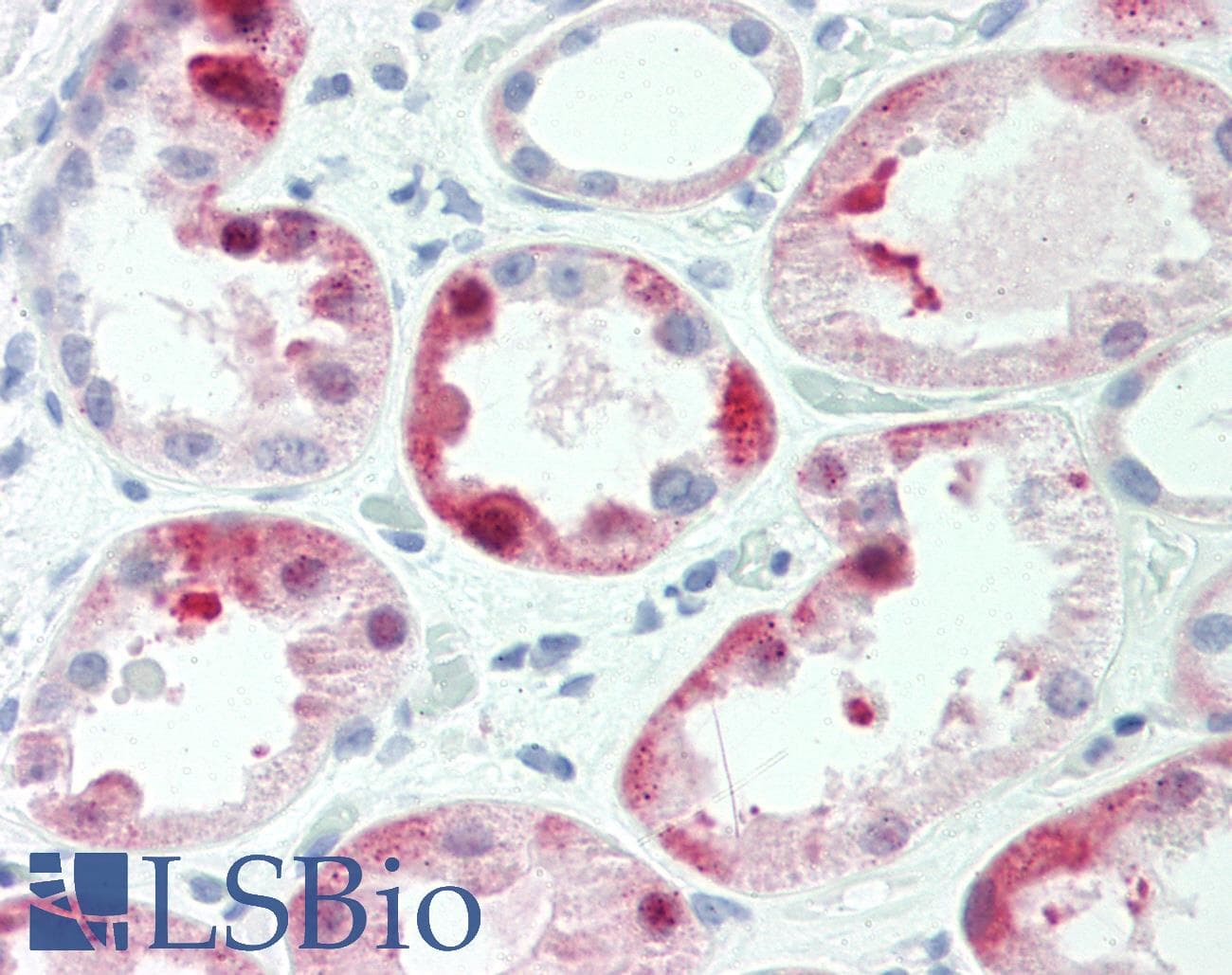 IHC-plus™ IQGAP3 Antibody (aa1165-1325)