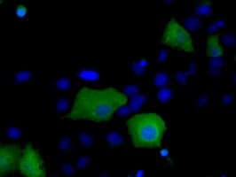 SNX9 / WISP Antibody (clone OTI2A6)
