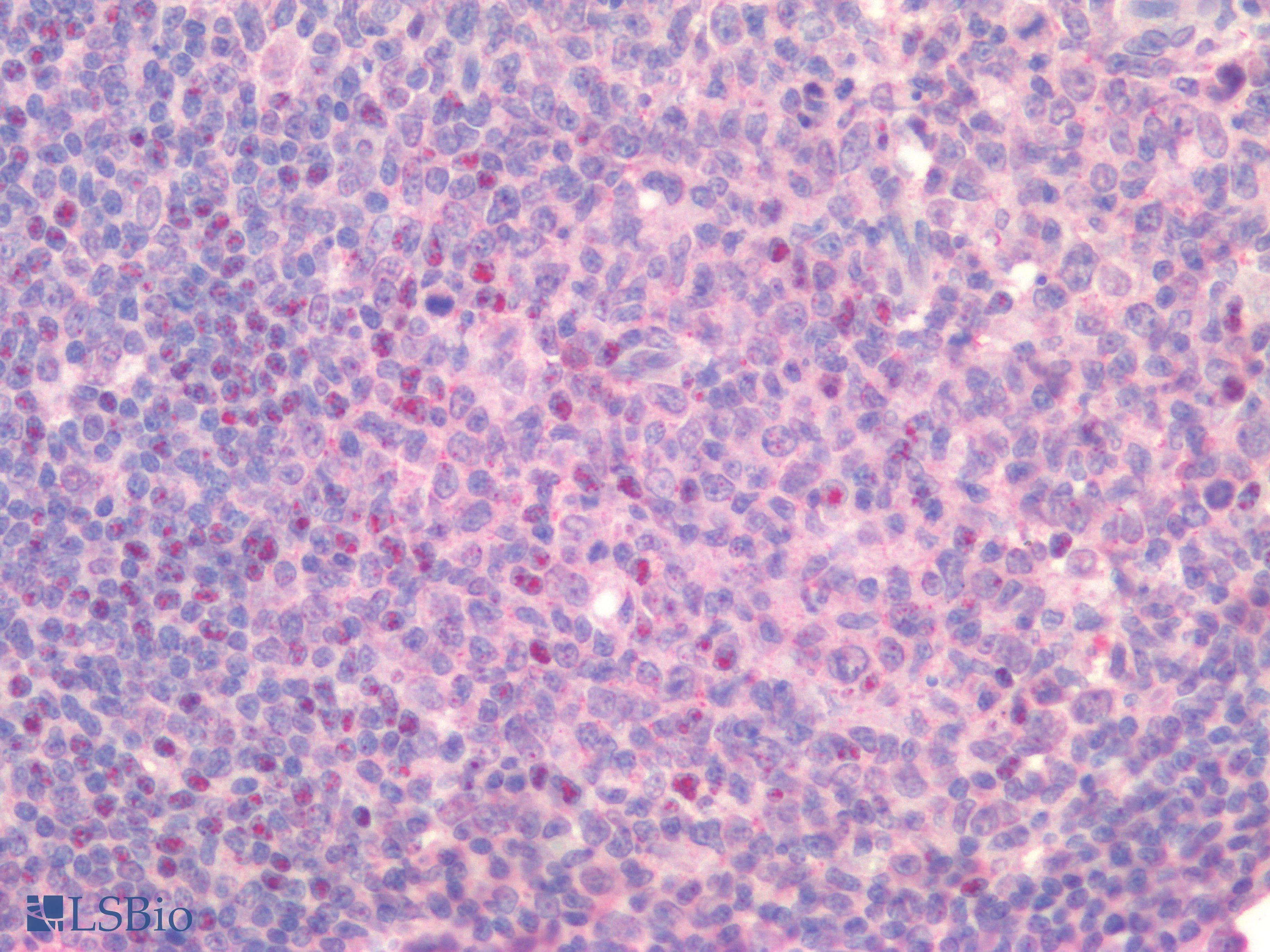 IHC-plus™ TNFSF4 / OX40L / CD252 Antibody