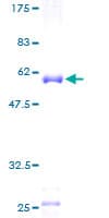 Human MRPS18B Protein (Recombinant GST)