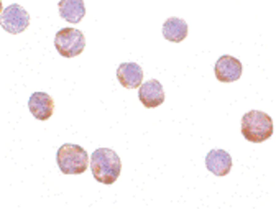 IHC-plus™ ACTB / Beta Actin Antibody