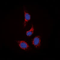 STAM2 Antibody (Internal)