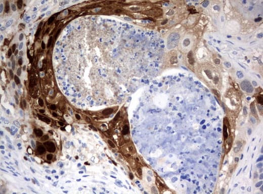Monoclonal Mouse anti-Human IDO1 / IDO Antibody (clone UMAB126, Carrier-free, IHC, IF, WB)