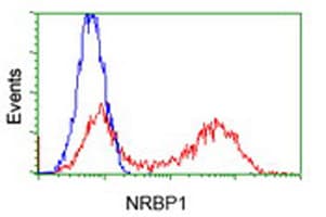 NRBP1 / NRBP Antibody (clone OTI2H1)
