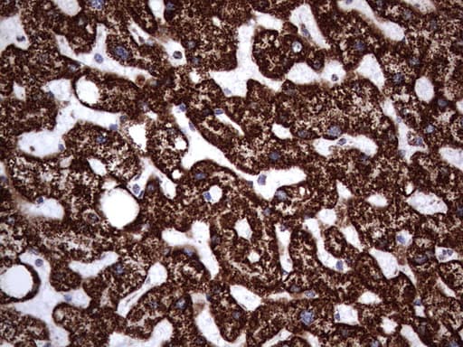 PIK3CD / PI3K Delta Antibody (aa286-610, clone OTI2H3)
