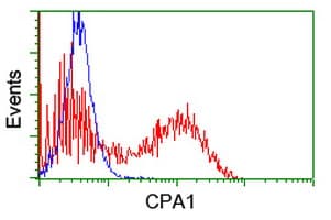 Monoclonal Mouse anti-Human CPA1 / Carboxypeptidase A Antibody (clone OTI1C12, IF, WB)