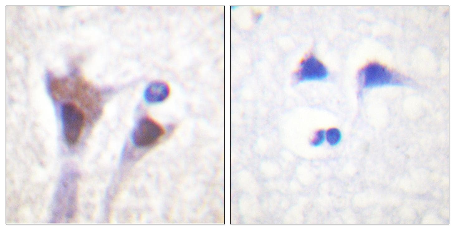 YWHAZ / 14-3-3 Zeta Antibody (phospho-Thr232)