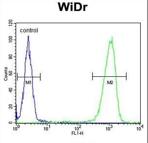 PEX2 / PAF-1 Antibody (aa165-194)