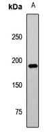DNMT / DNMT1 Antibody