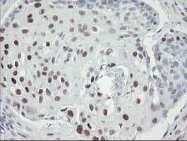 TLE1 / TLE 1 Antibody (aa180-460, clone OTI1F9)