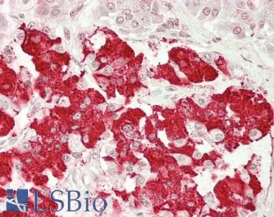 IHC-plus™ Polyclonal Rabbit anti-Human Insulin Antibody (aa 25-110, IHC)