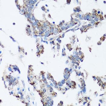 SRC Antibody