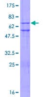 Human ZNF3 Protein (Recombinant GST)