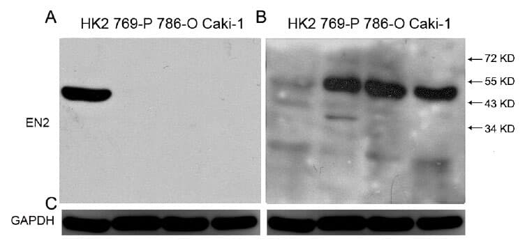 Monoclonal Mouse anti-Human GAPDH Antibody (clone OTI2D9, WB)