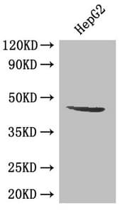 SIRT3 / Sirtuin 3 Antibody (aa20-130)