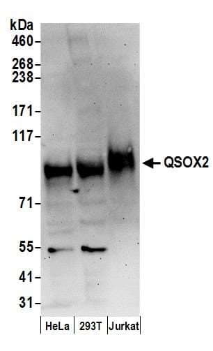 QSOX2 Antibody (aa648-698)