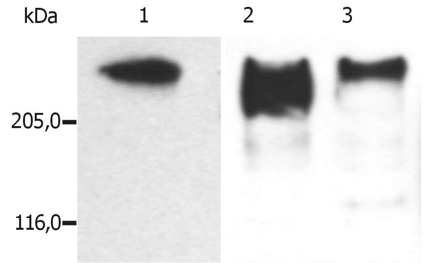IHC-plus™ MAP2 Antibody (clone MT-08)
