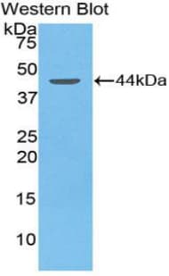 APOC2 / Apolipoprotein C II Antibody (aa13-97, Cy3)