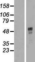TNRC9 / TOX3 Protein (Over-Expression Lysate Myc-DDK (Flag))
