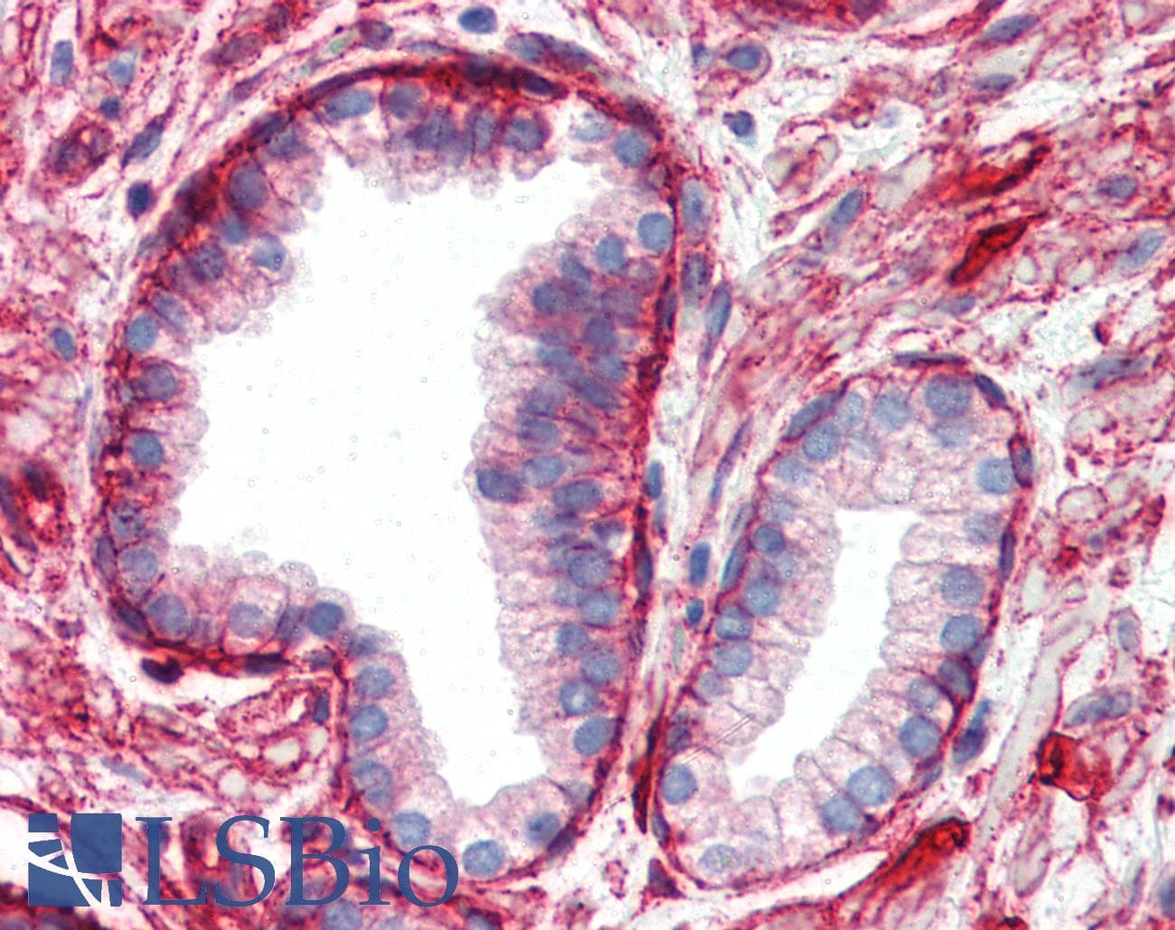 IHC-plus™ Monoclonal Mouse anti-Human ITGB1 / Integrin Beta 1 / CD29 Antibody (IHC, WB)
