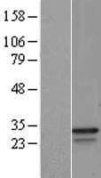 GAPDH Protein (Over-Expression Lysate Myc-DDK (Flag))
