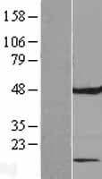 FAM86C1 Protein (Over-Expression Lysate Myc-DDK (Flag))