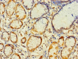 MRPL2 Antibody