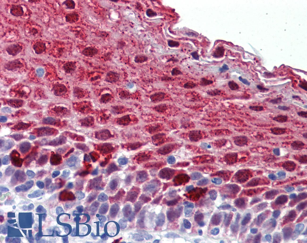 IHC-plus™ MARK4 Antibody (aa461-510)