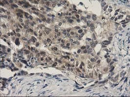 SPR Antibody (clone OTI4F5, Carrier-free)