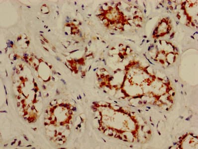 Polyclonal Rabbit anti-Human NOL3 / ARC Antibody (aa1-208, WB)