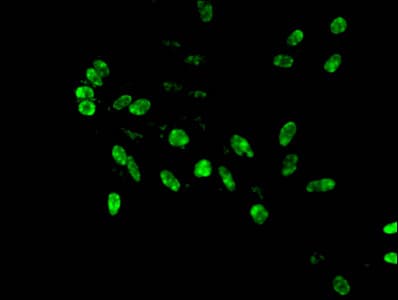 HIST1H4I Antibody