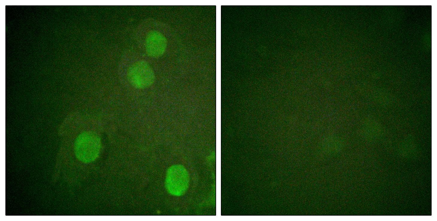 Histone H4 Antibody (phospho-Ser47)