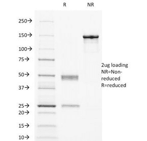 Monoclonal Mouse anti-Human FCGR2 / CD32 Antibody (clone 8.7, IF)