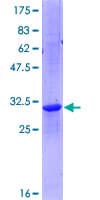 Human POLR2K Protein (Recombinant GST)