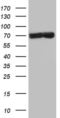 Monoclonal Mouse anti-Human TAF1B Antibody (clone OTI2C11, Carrier-free, aa1-208, WB)