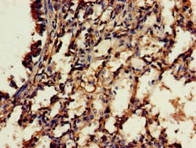 RBFA Antibody