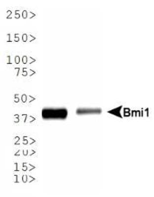 BMI1 / PCGF4 Antibody (clone LLBmi1-1, Biotin)