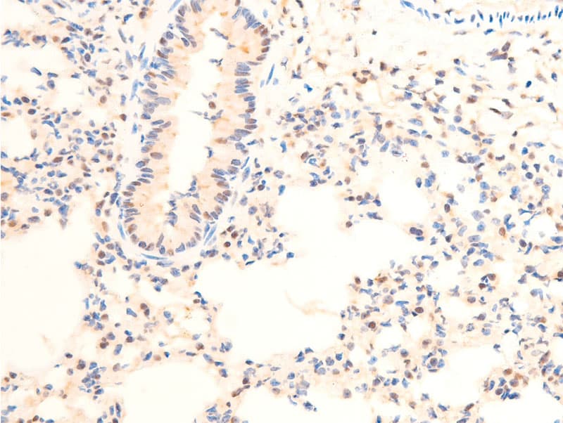 JUN / c-Jun Antibody (phospho-Thr239)