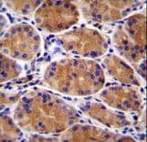 GIN1 Antibody (aa464-492)